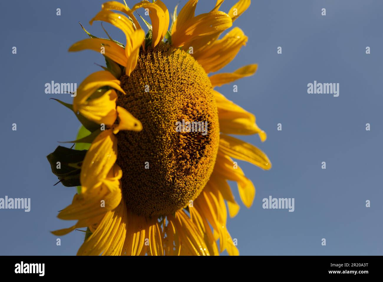 Bela Vista de Goias, Goias, Brasilien – 11. Mai 2023: Eine gelbe Sonnenblume mit blauem Himmel im Hintergrund an einem klaren, sonnigen Tag. Stockfoto