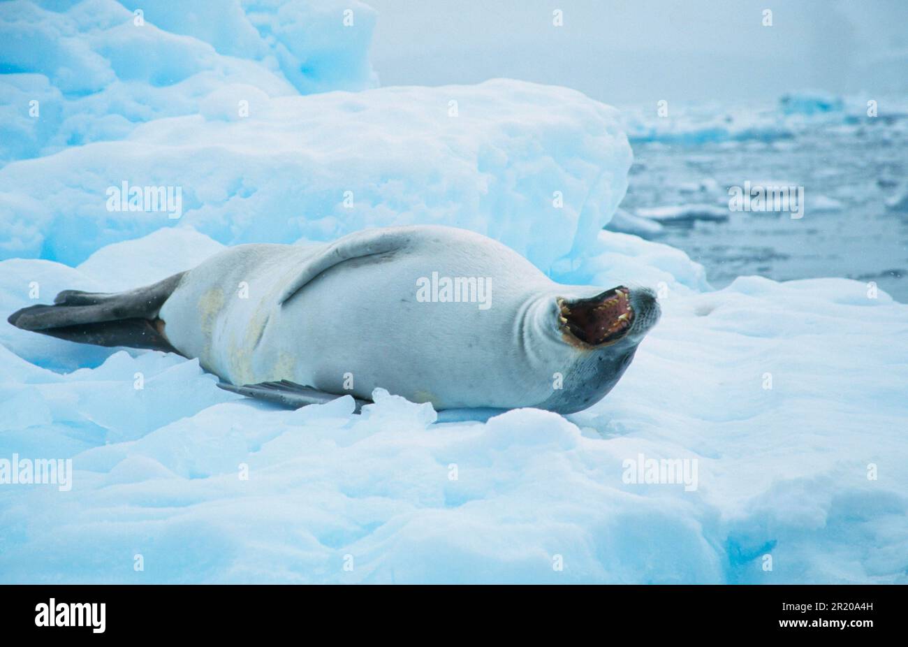 Krabbenfressende Robbe (Lobodon carcinophagus) auf Eisstrom, seitlich liegend, Mund offen, Antarktis Stockfoto