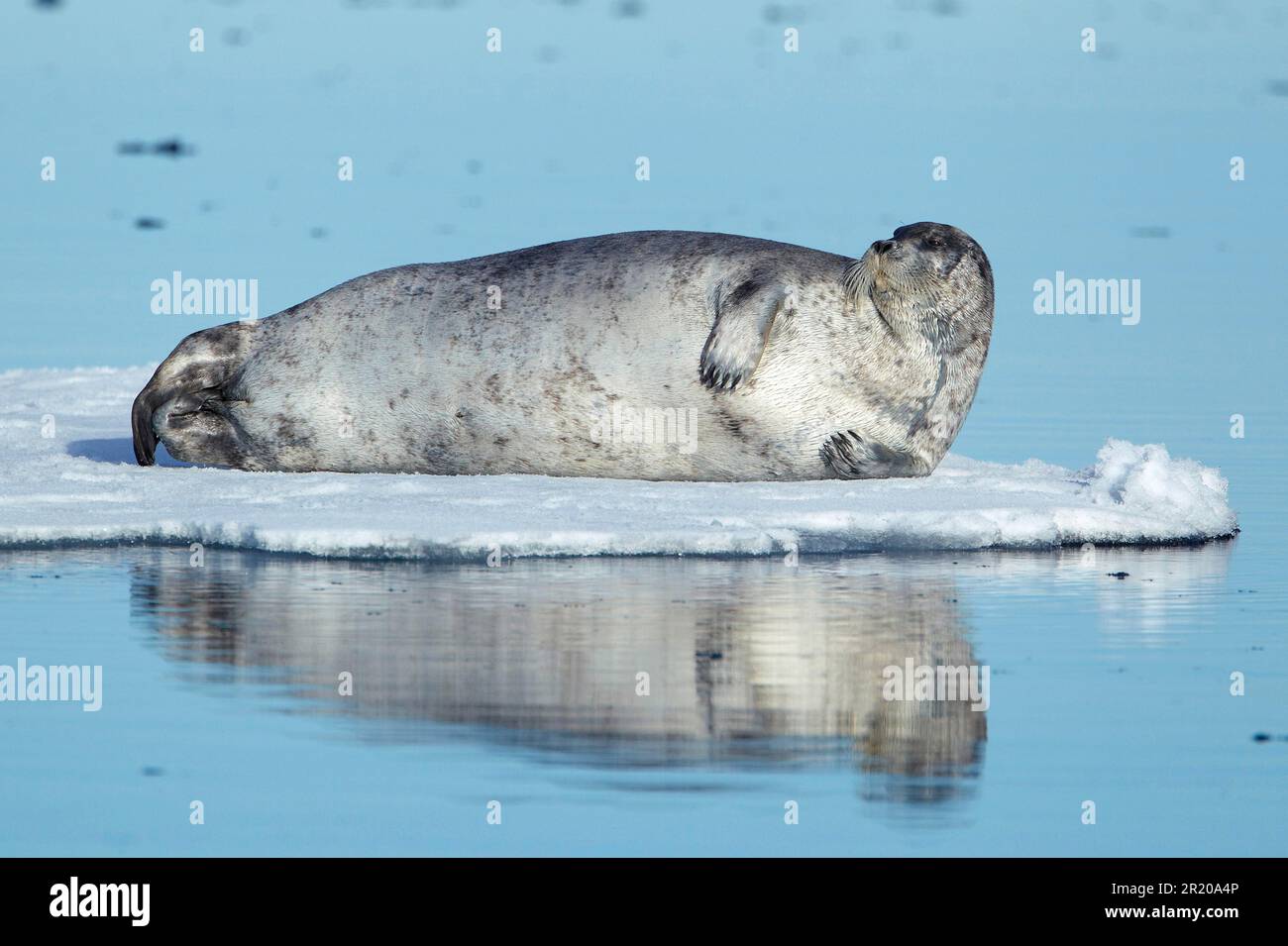 Bärtige Robben (Erignathus barbatus), Meeressäuger, Raubtiere, Robben, Säugetiere, Tiere, Bärtige Seehunde, ausgewachsen, ruht auf schwimmendem Packeis, Spitzbergen Stockfoto