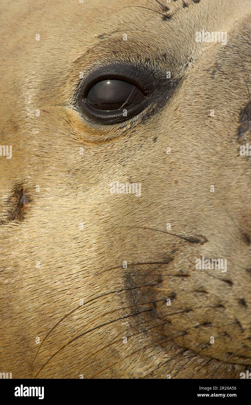 Südliche Elefantenrobben, südliche Elefantenrobben (Mirounga leonina), Meeressäuger, Raubtiere, Robben, Säugetiere, Tiere, südlicher Elefant-Seehund ausgewachsen Stockfoto