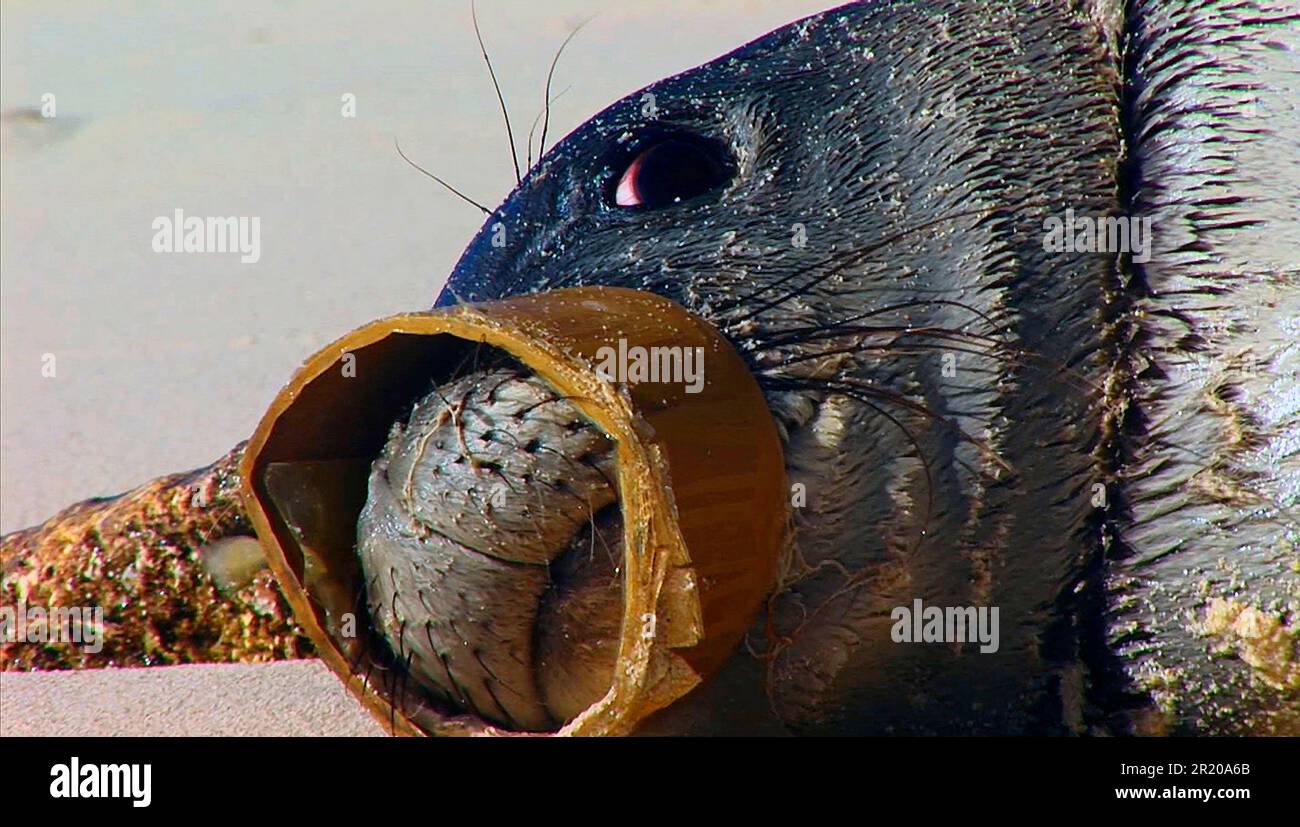 Hawaiianische Mönchsrobben, hawaiianische Mönchsrobben, gefährdete Arten, Meeressäuger, Raubtiere, Robben, Säugetiere, Tiere, hawaiianische Mönchsrobbe (Monachus Stockfoto