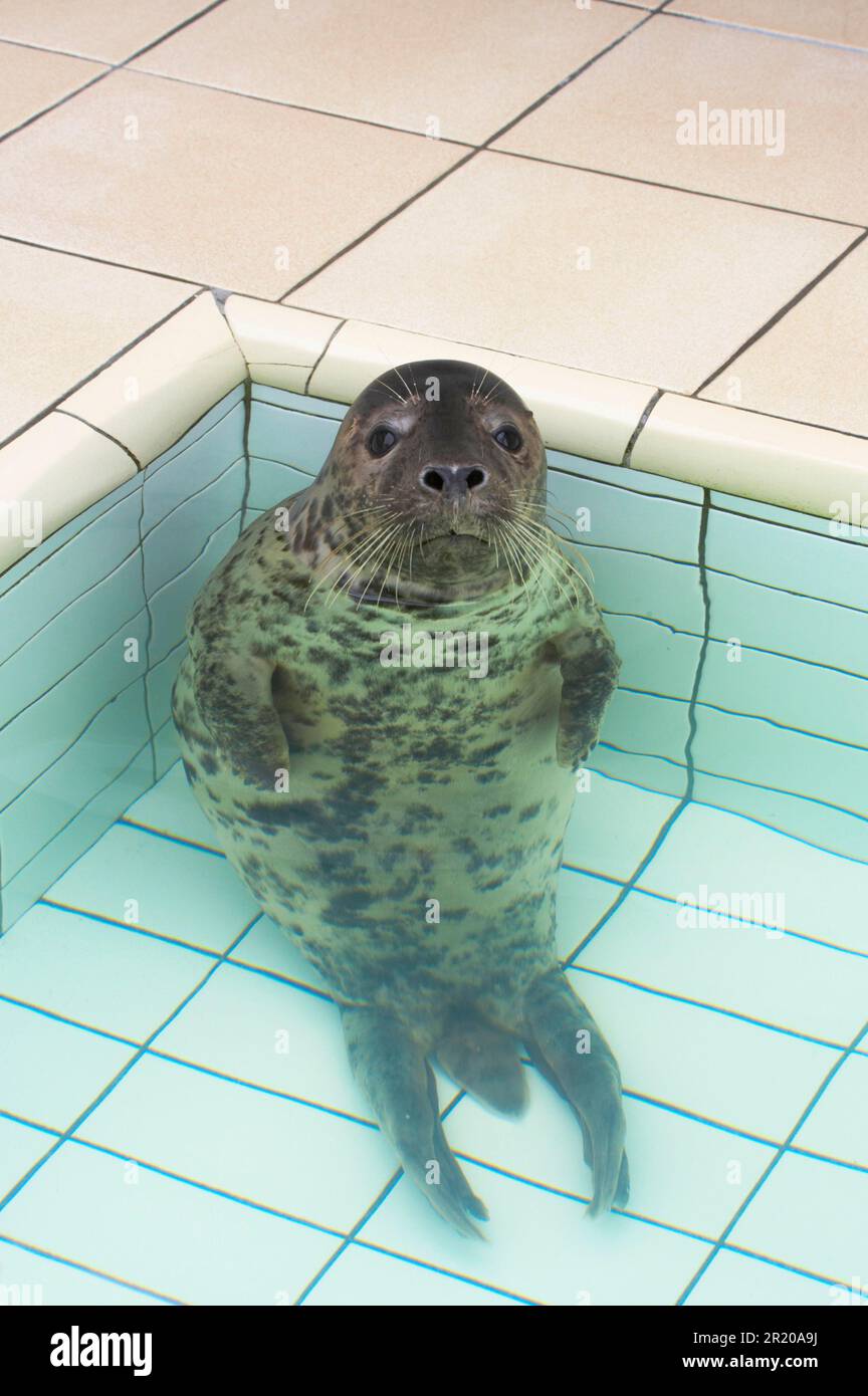 Graue Seehunde, graue Seehunde (Halichoerus grypus), Meeressäuger, Raubtiere, Seehunde, Säugetiere, Tiere, graue Seehunde, ruht im Pool im Rettungszentrum aus Stockfoto