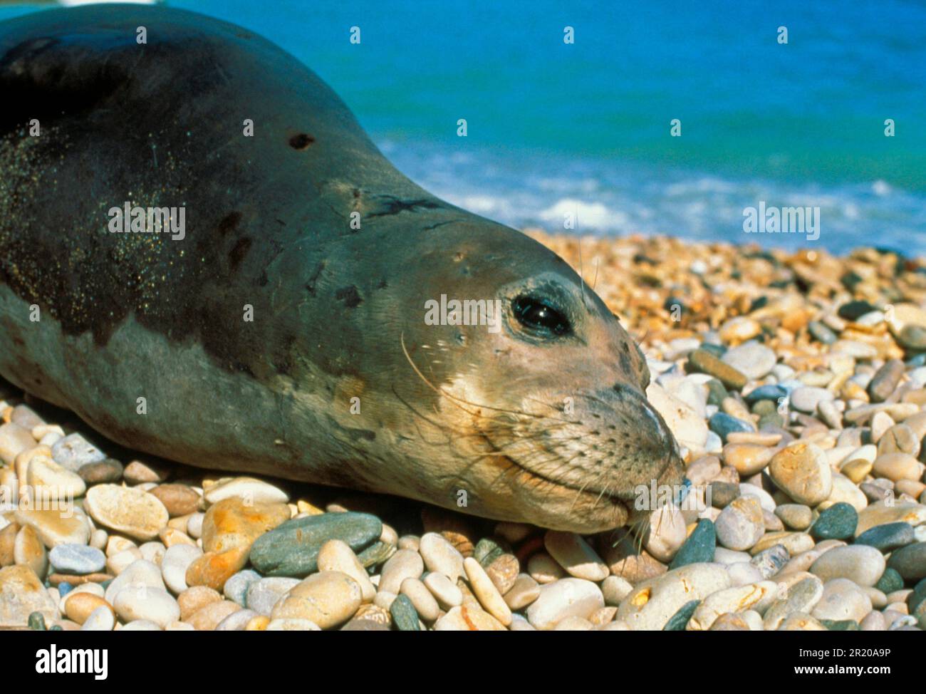 Mönchsrobbe, Mönchsrobben, Meeressäuger, Raubtiere, Robben, Säugetiere, Tiere Stockfoto