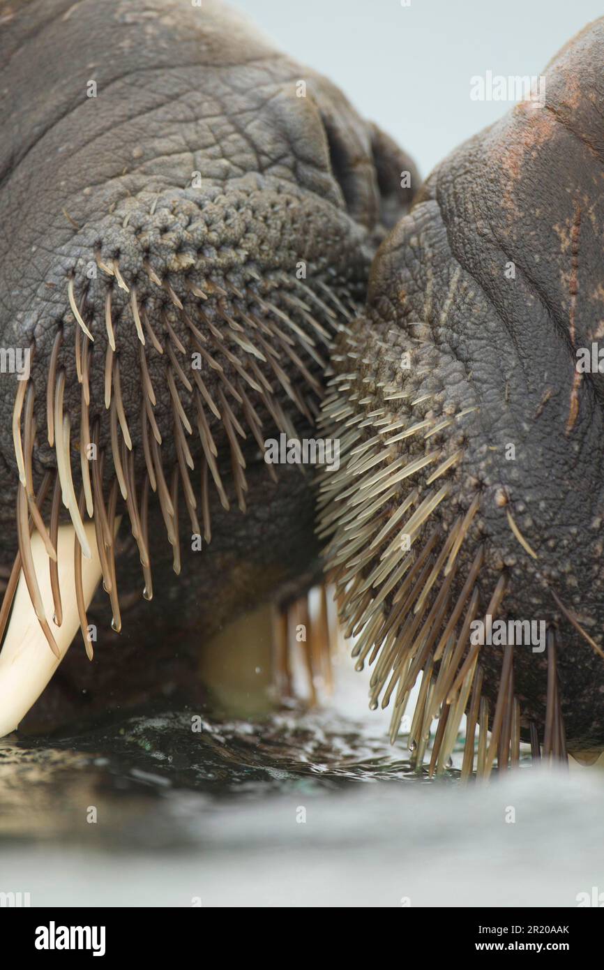 Atlantic Walrus (Odobenus rosmarus rosmarus) zwei Erwachsene, Nahaufnahme der Borsten, Svalbard Stockfoto