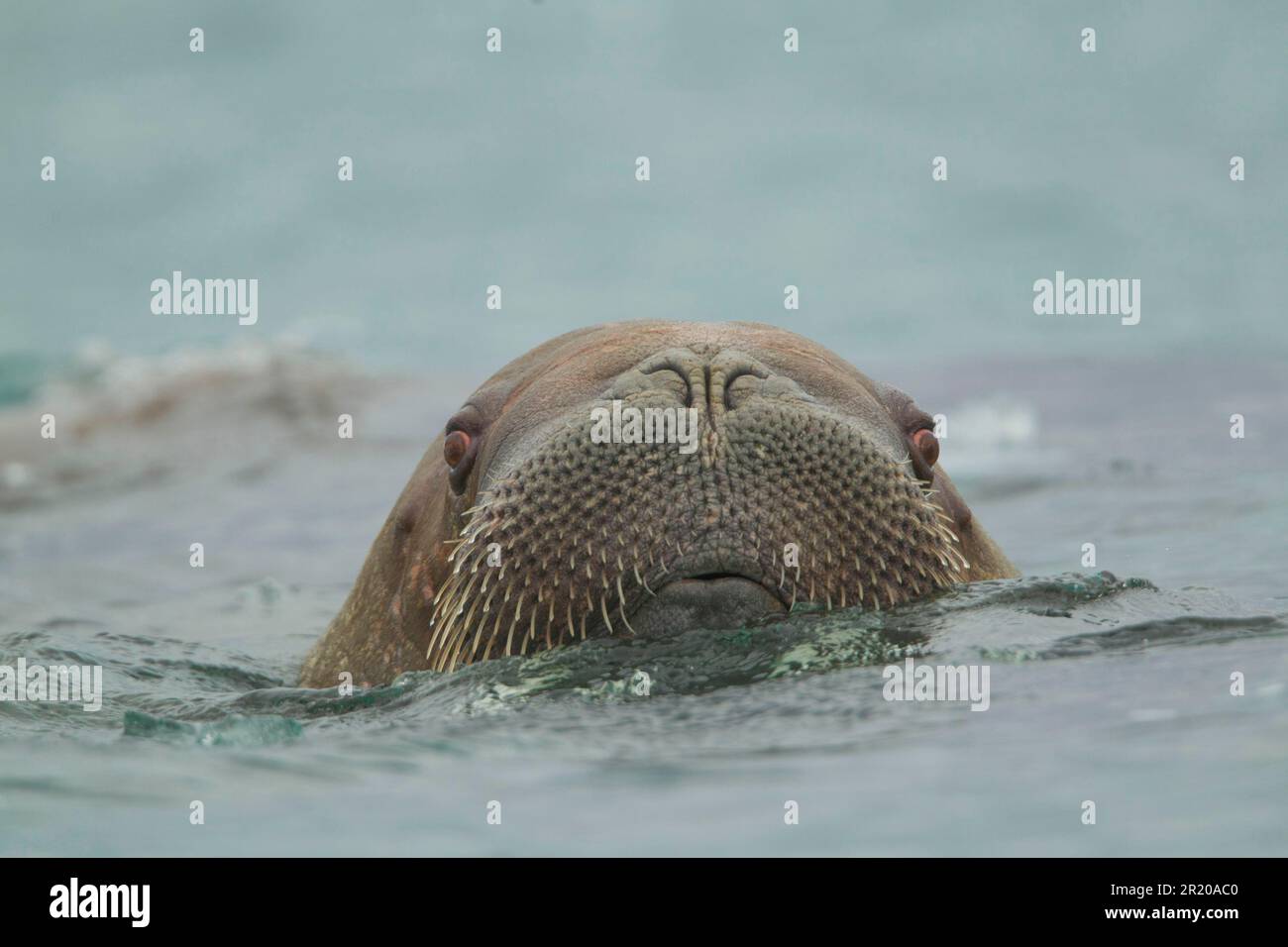 Atlantischer Walrus (Odobenus rosmarus rosmarus), Erwachsener, Nahaufnahme des Kopfes, auf der Oberfläche des Meeres, Svalbard Stockfoto