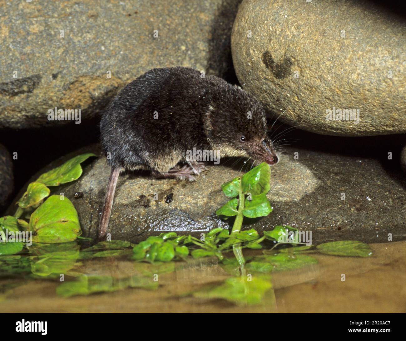 Eurasische Wasserschere (Neomys fodiens), Wasserschere, Schürze, Schürze, Insektenfresser, Säugetiere, Tiere, europäische Wasserschrecken am Wasserrand Stockfoto