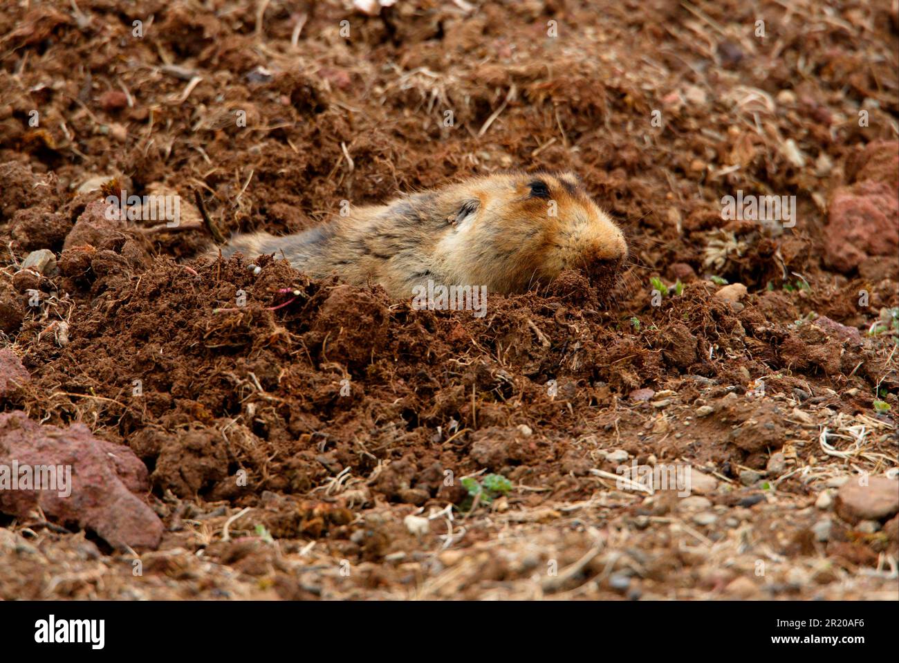 Großmaulratte (Tachyoryctes macrocephalus), ausgewachsen, gräbt, Erde aus der Ausgrabung schiebt, Bale Mountains N. P. Oromia, Äthiopien Stockfoto