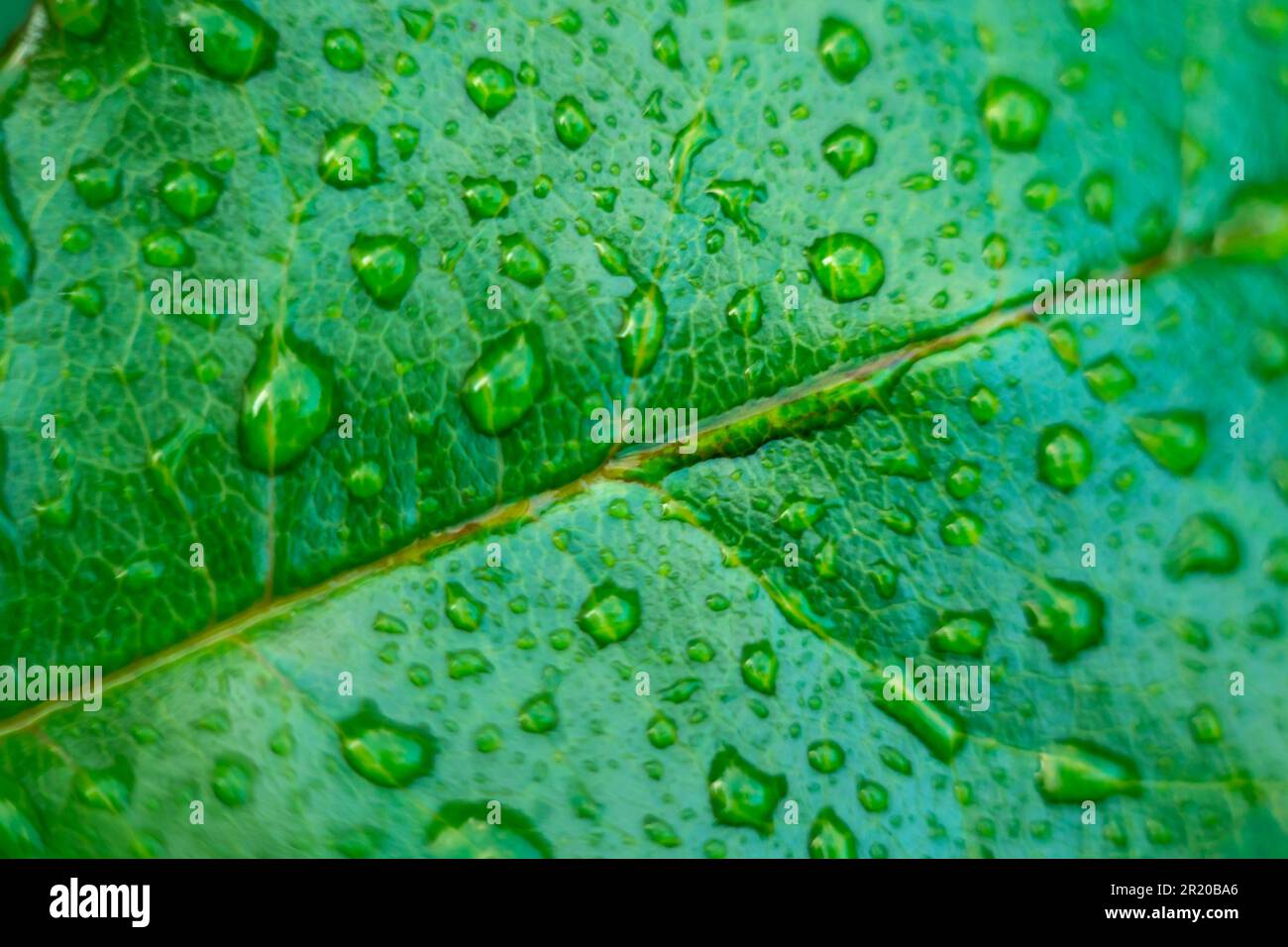 Grünes Blatt einer Pflanze mit Wassertropfen nach Regen als Hintergrund Stockfoto