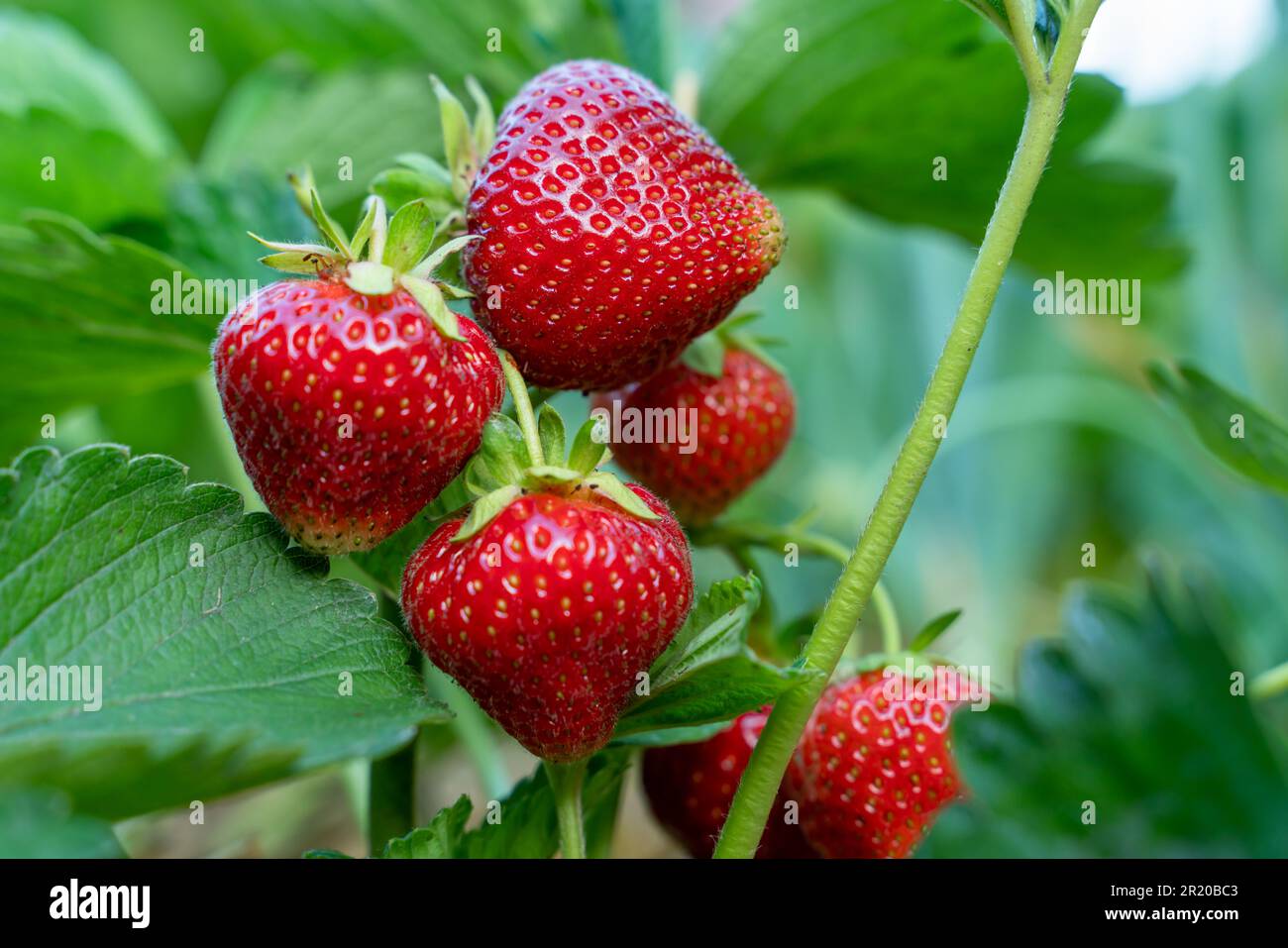 Rote Erdbeeren im Busch aus der Nahaufnahme Stockfoto