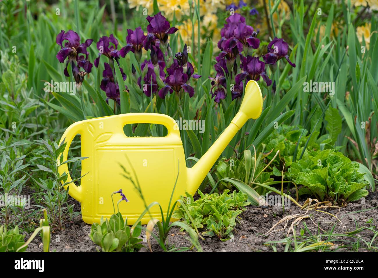 Eine gelbe Gießkanne mit Wasser steht vor dem Hintergrund blühender Pflanzen im Garten Stockfoto