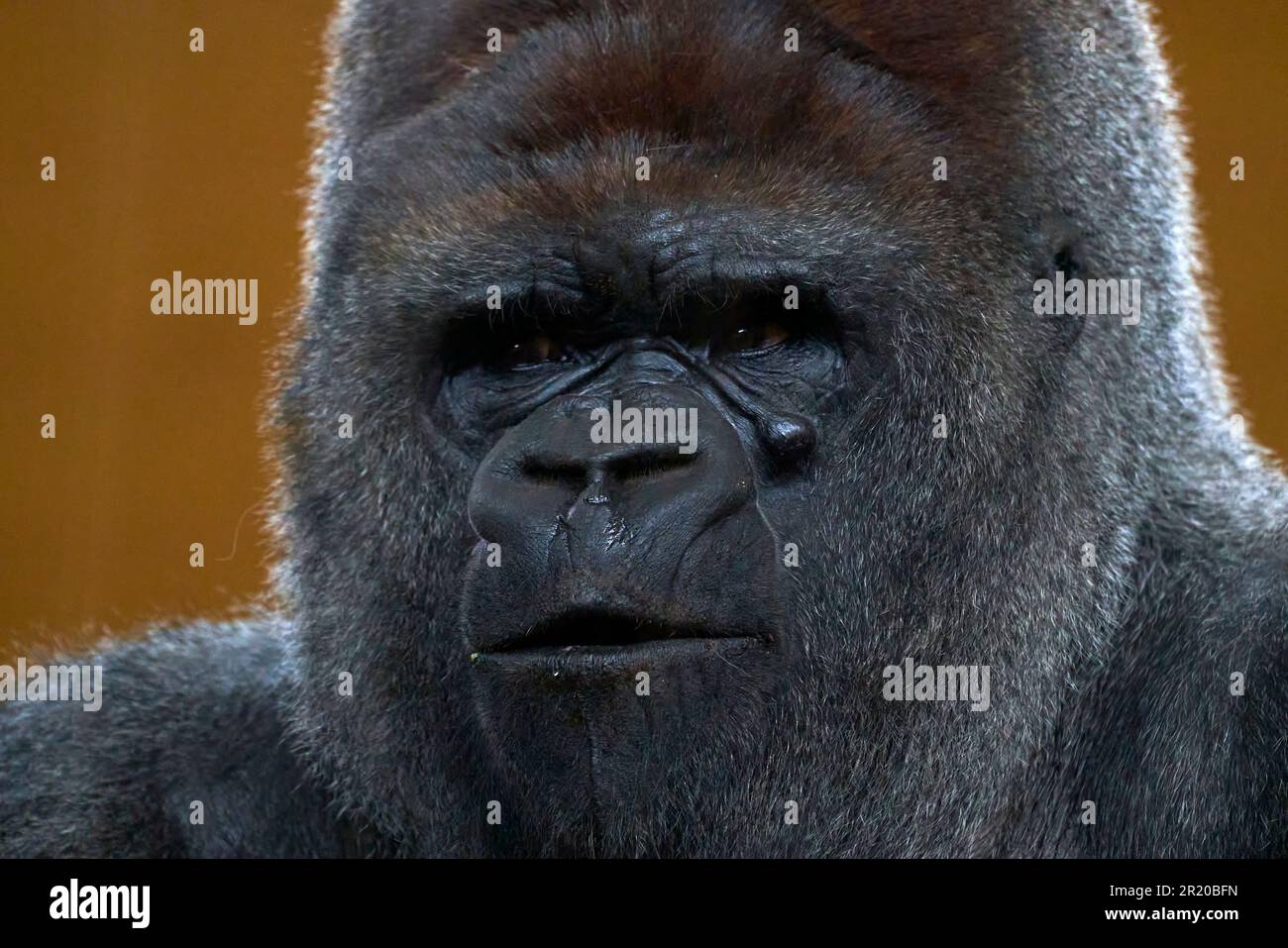 Ein Porträt eines Silberrücken-Gorillas in einem natürlichen Lebensraum im Naturpark Cabarceno, Spanien Stockfoto