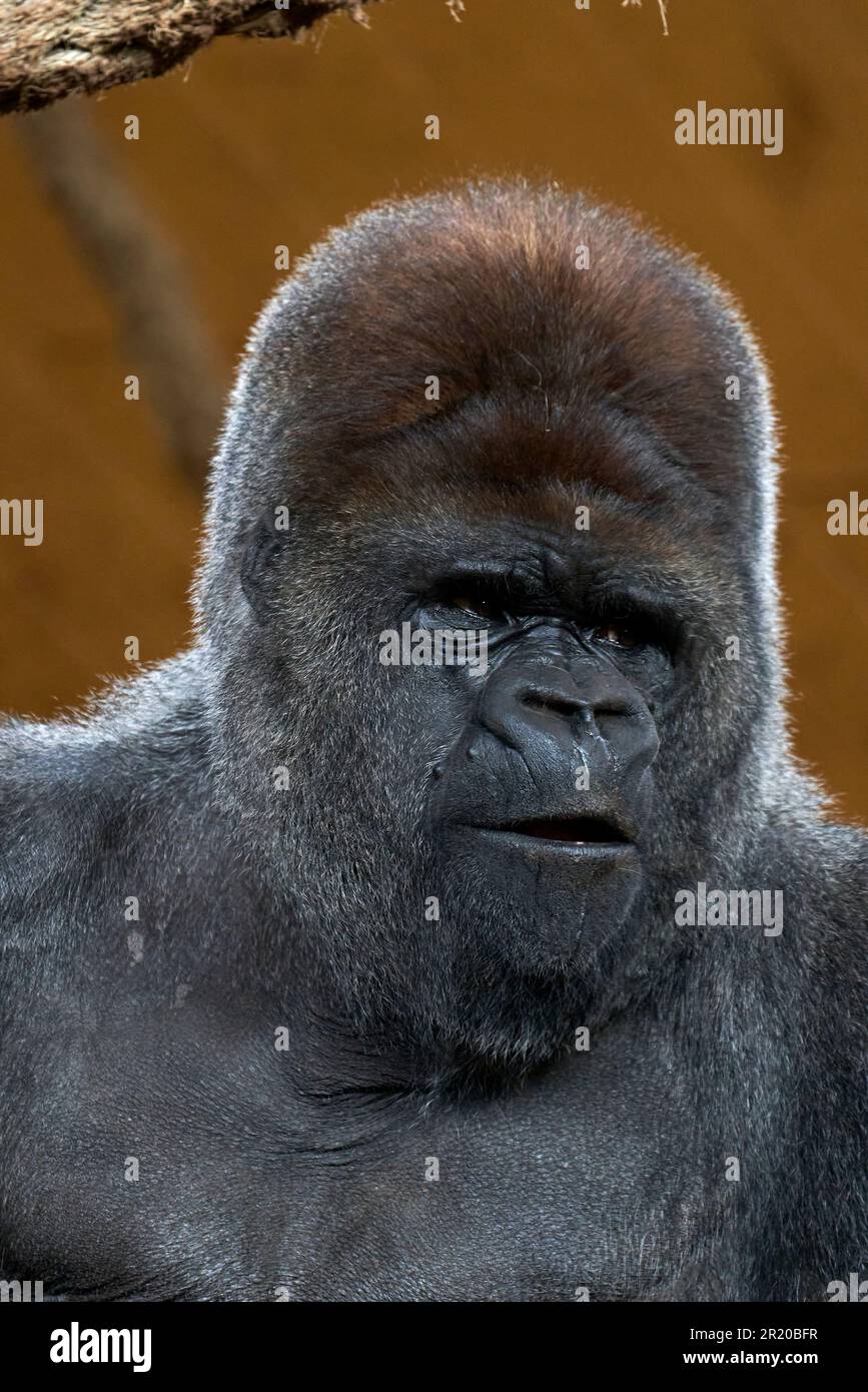 Ein Porträt eines Silberrücken-Gorillas in einem natürlichen Lebensraum im Naturpark Cabarceno, Spanien Stockfoto
