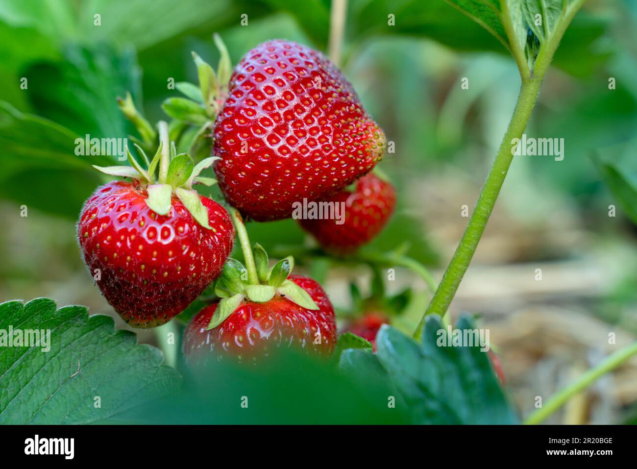 Rote Erdbeeren im Busch aus der Nahaufnahme Stockfoto