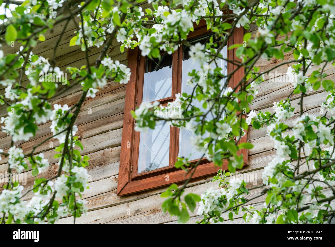 Das Fenster eines Dorfhauses, eingerahmt von einem Ast eines blühenden Apfelbaums Stockfoto
