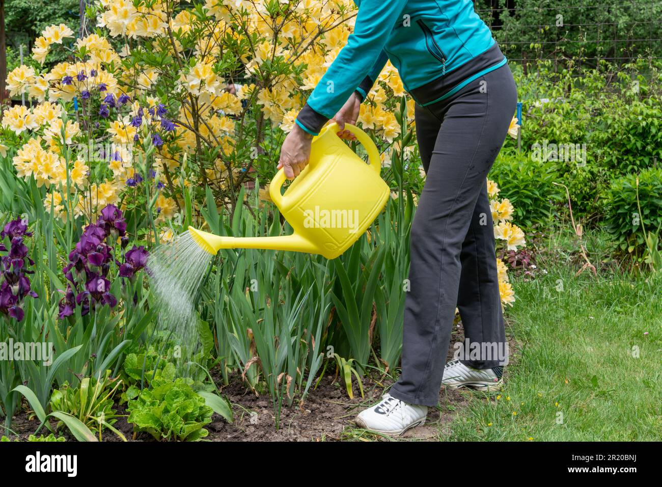 Eine Frau, die einen Blumengarten mit Wasser aus einer Gießkanne bewässert Stockfoto
