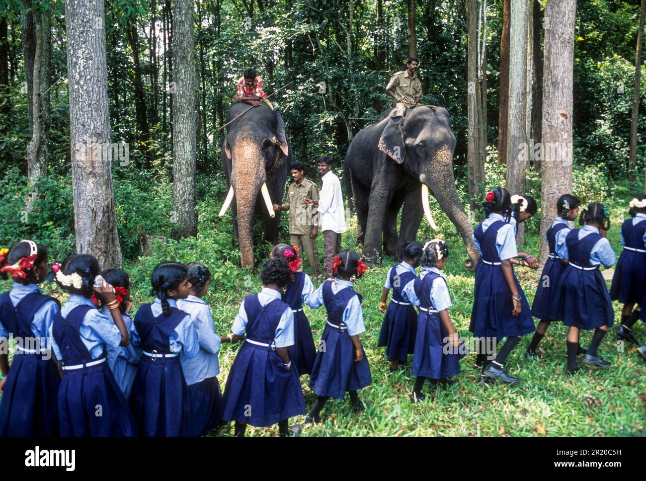 Schüler beobachten den Elefanten während der Feierlichkeiten zum Elefantentag im Topslip Anamalai Tiger Reserve bei Pollachi, Tamil Nadu, Südindien Stockfoto