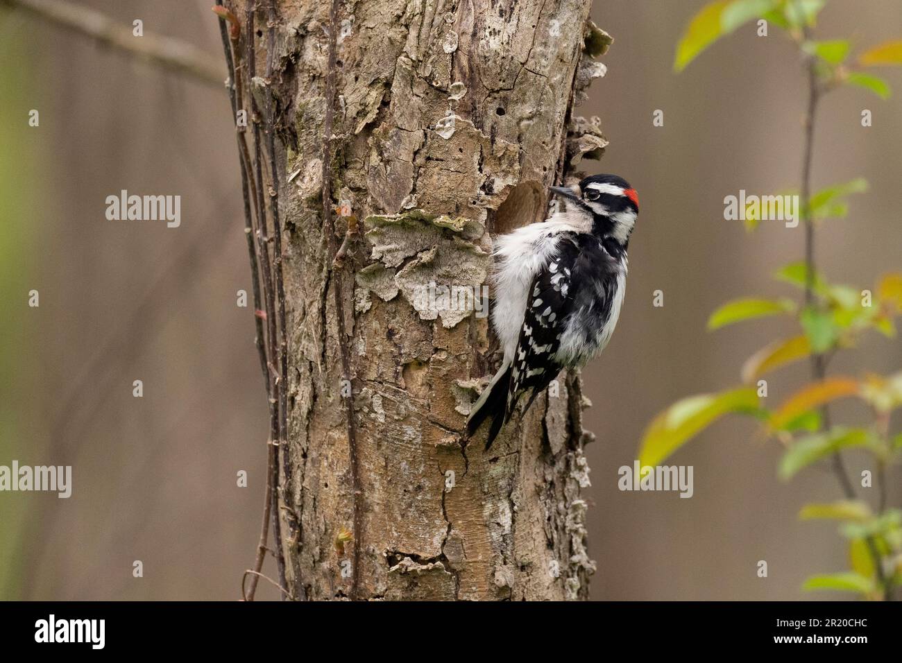 Małe Downy Woodpecker (Dryobates pubescens) hoch oben in Nest Cavity, Point Pelee Ontario Canada Stockfoto