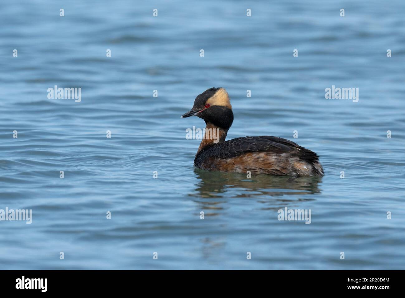 Horned Grebe (Podiceps auritus) in der Zucht von Gefieber am Point Pelee Canada Stockfoto