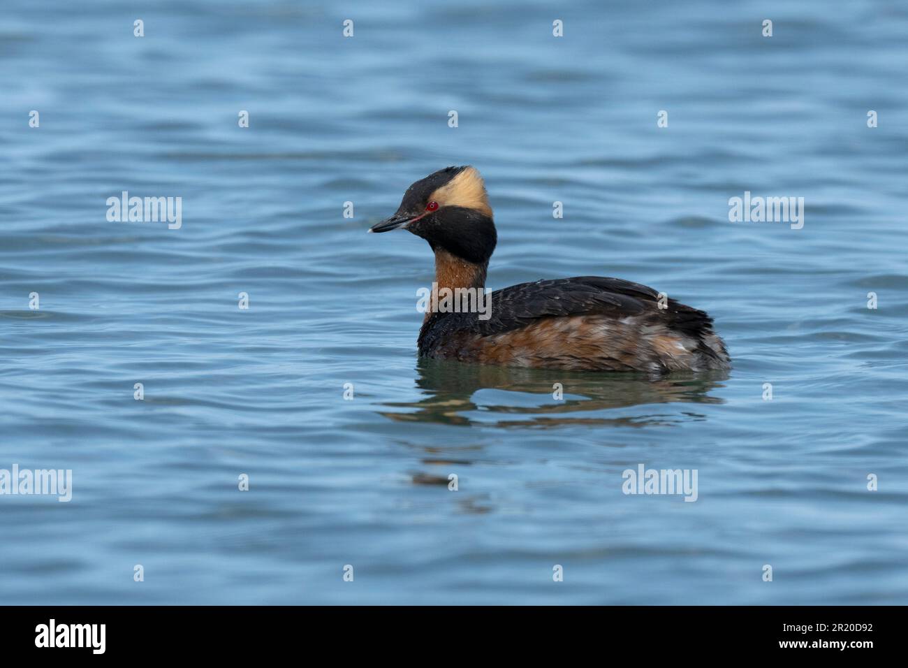 Horned Grebe (Podiceps auritus) in der Zucht von Gefieber am Point Pelee Canada Stockfoto