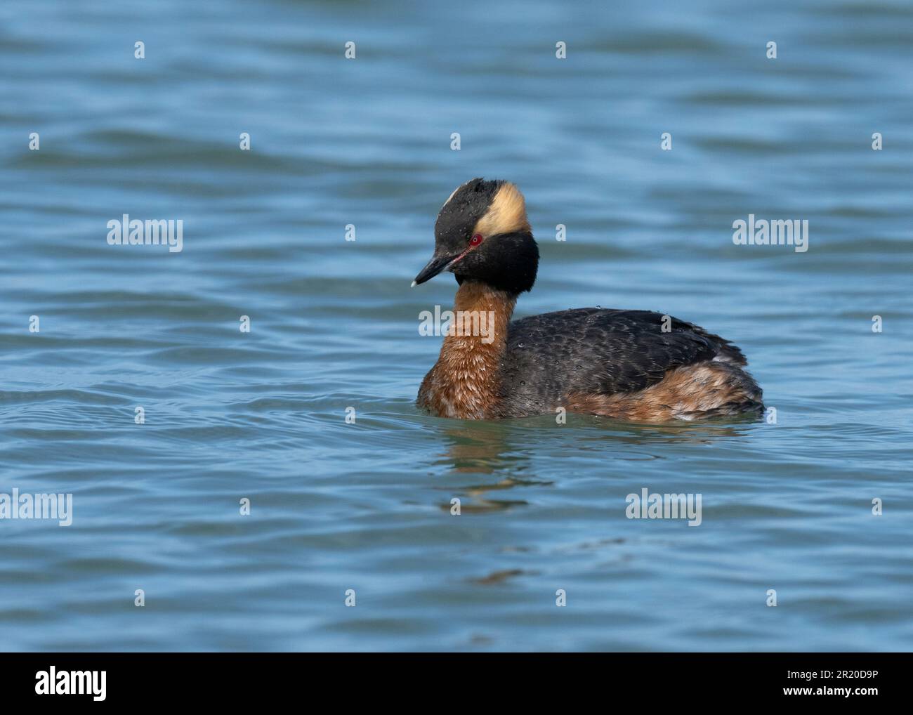Horned Grebe (Podiceps auritus) in der Zucht von Gefieber am Point Pelee Canada Stockfoto