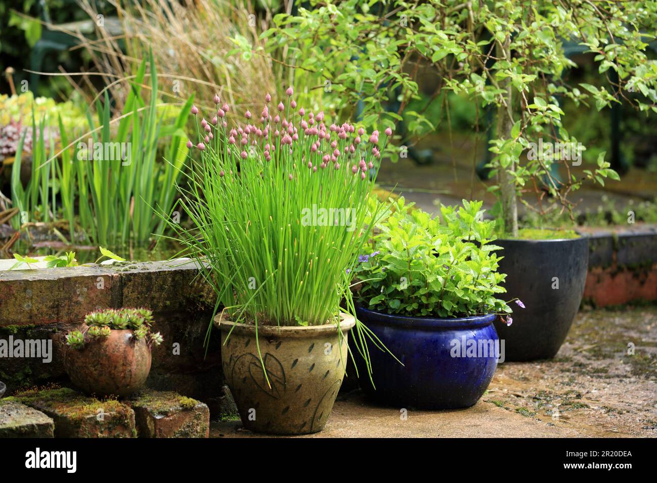 Schnittlauch, Allium schoenoprasum, wächst in einem Topf in einem britischen Garten. Stockfoto