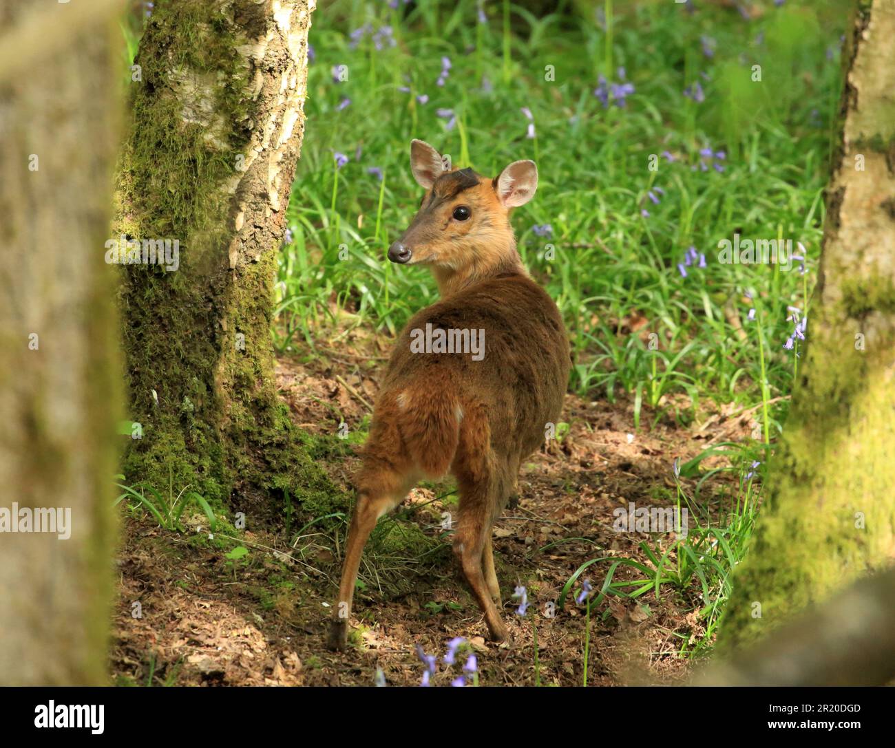 Ein Reeves Muntjac-Hirsch, muntiacus reevesi, in einem britischen Holz. Stockfoto