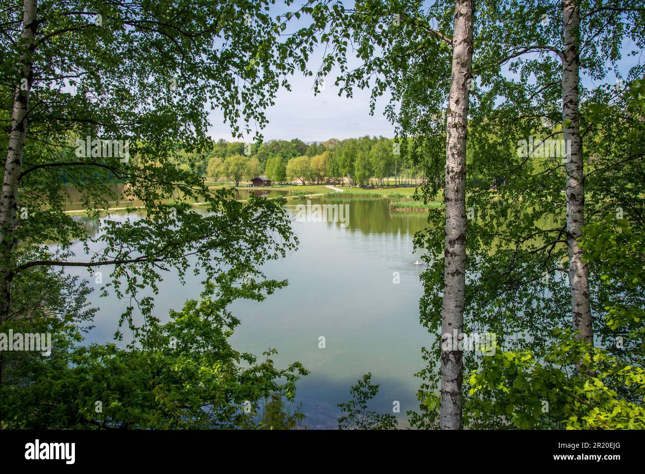 Kleiner See im Park in Siemianowice Slaskie, Schlesien, Polen, durch die Birken gesehen. Ruhige Wasseroberfläche mit reflektierenden Pflanzen während Stockfoto