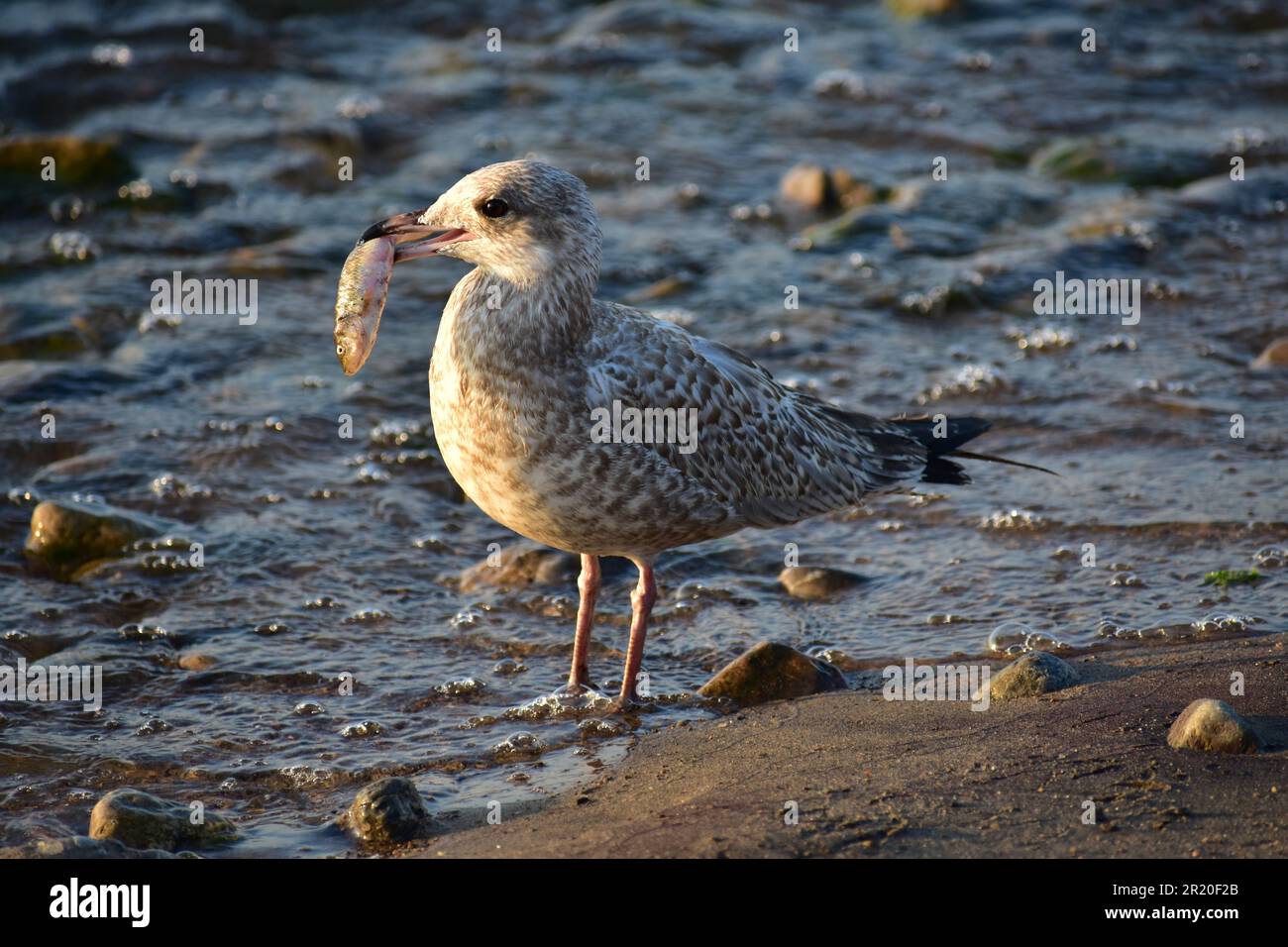 Der Vogel hat Beute gefangen Stockfoto