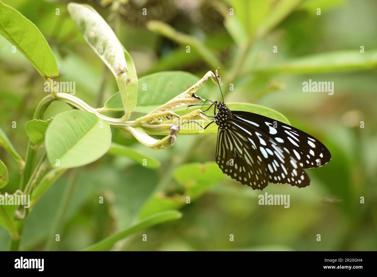 26. September 2015, Indien, Schmetterling Stockfoto