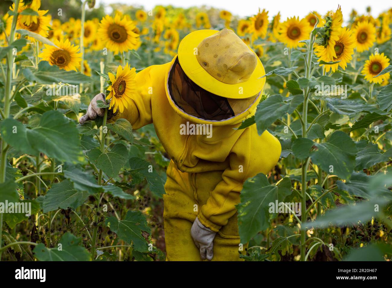Bela Vista de Goias, Goias, Brasilien – 11. Mai 2023: Imker in typischen Kleidern, Besuch einer Sonnenblumenplantage. Stockfoto