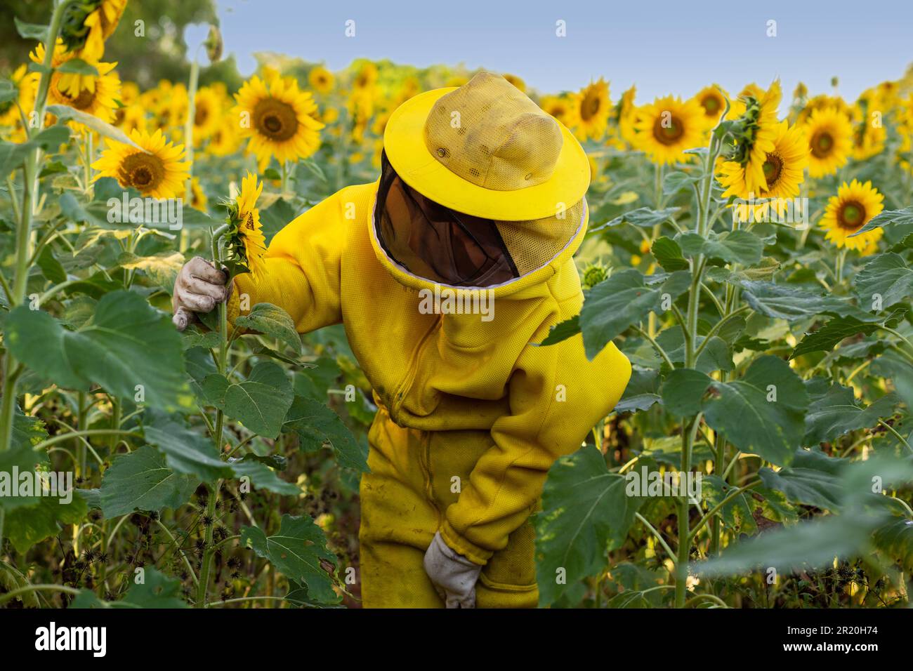 Bela Vista de Goias, Goias, Brasilien – 11. Mai 2023: Imker in typischen Kleidern, Besuch einer Sonnenblumenplantage. Stockfoto