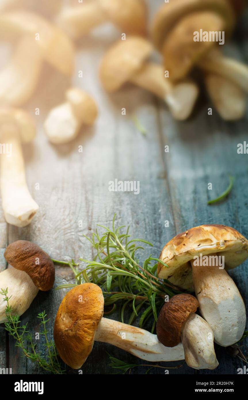 Frische Schweinefilze im Sommer oder Herbst; cep-Pilze und Gewürzkräuter auf einem Holztisch; italienisches Rezept Stockfoto