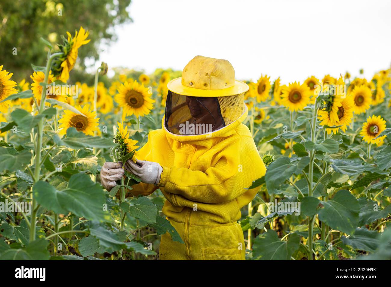 Bela Vista de Goias, Goias, Brasilien – 11. Mai 2023: Imker in typischen Kleidern, Besuch einer Sonnenblumenplantage. Imker auf der Sonnenblumenplantage Stockfoto