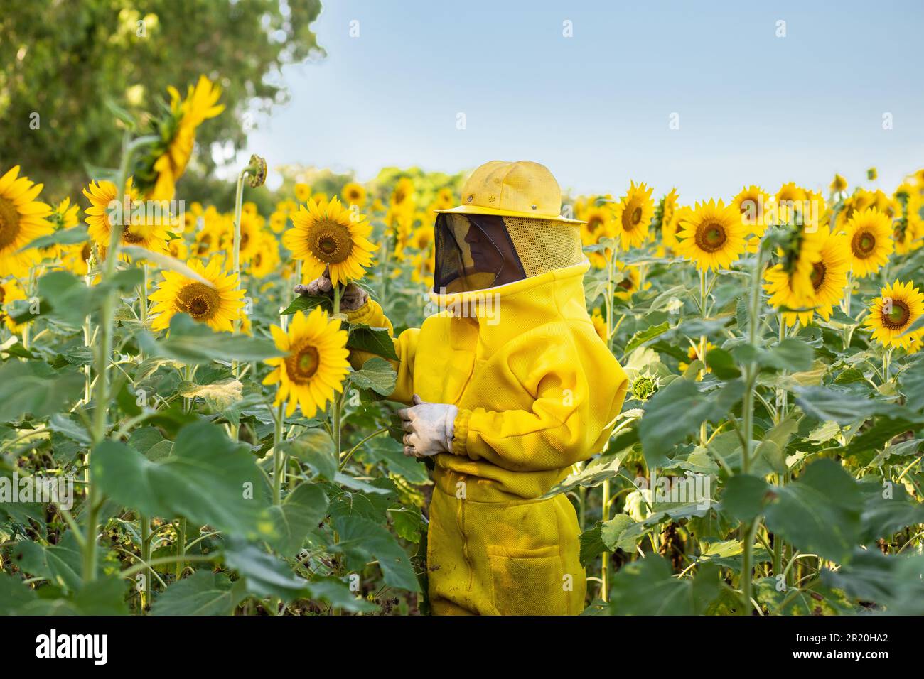 Bela Vista de Goias, Goias, Brasilien – 11. Mai 2023: Imker in typischen Kleidern, Besuch einer Sonnenblumenplantage. Imker auf der Sonnenblumenplantage Stockfoto
