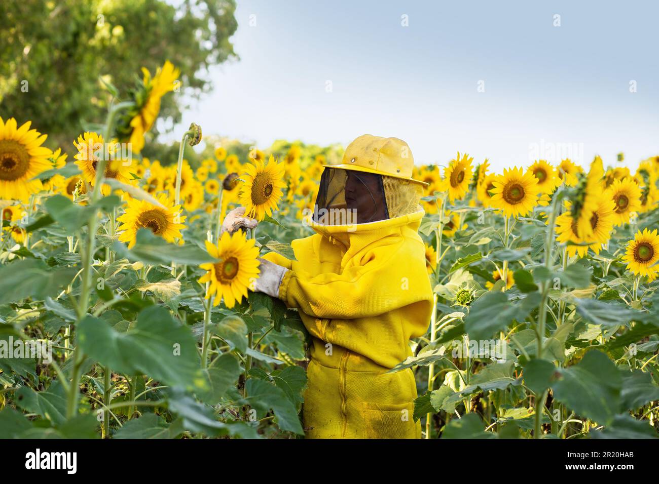 Bela Vista de Goias, Goias, Brasilien – 11. Mai 2023: Imker in typischen Kleidern, Besuch einer Sonnenblumenplantage. Imker auf der Sonnenblumenplantage Stockfoto