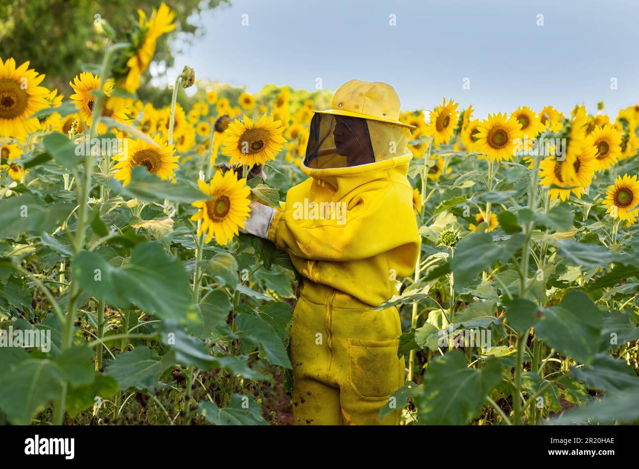 Bela Vista de Goias, Goias, Brasilien – 11. Mai 2023: Imker in typischen Kleidern, Besuch einer Sonnenblumenplantage. Imker auf der Sonnenblumenplantage Stockfoto