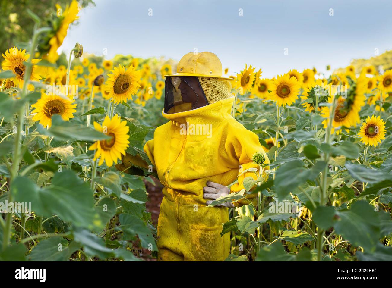 Bela Vista de Goias, Goias, Brasilien – 11. Mai 2023: Imker in typischen Kleidern, Besuch einer Sonnenblumenplantage. Imker auf der Sonnenblumenplantage Stockfoto