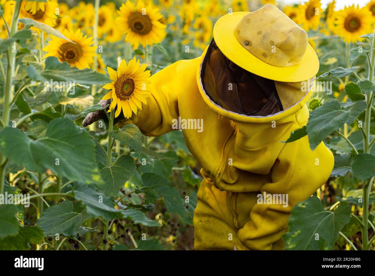 Bela Vista de Goias, Goias, Brasilien – 11. Mai 2023: Imker in typischen Kleidern, Besuch einer Sonnenblumenplantage. Stockfoto