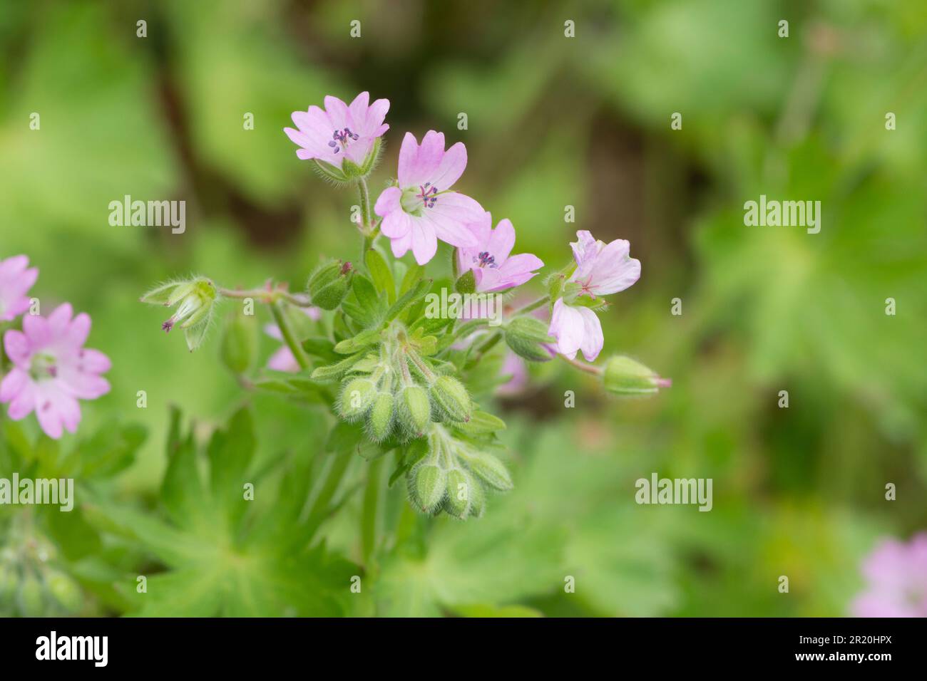 Dove's-foot Crane's-Bill, Geranium molle, Dovesfoot Geranium, Sussex, May Stockfoto