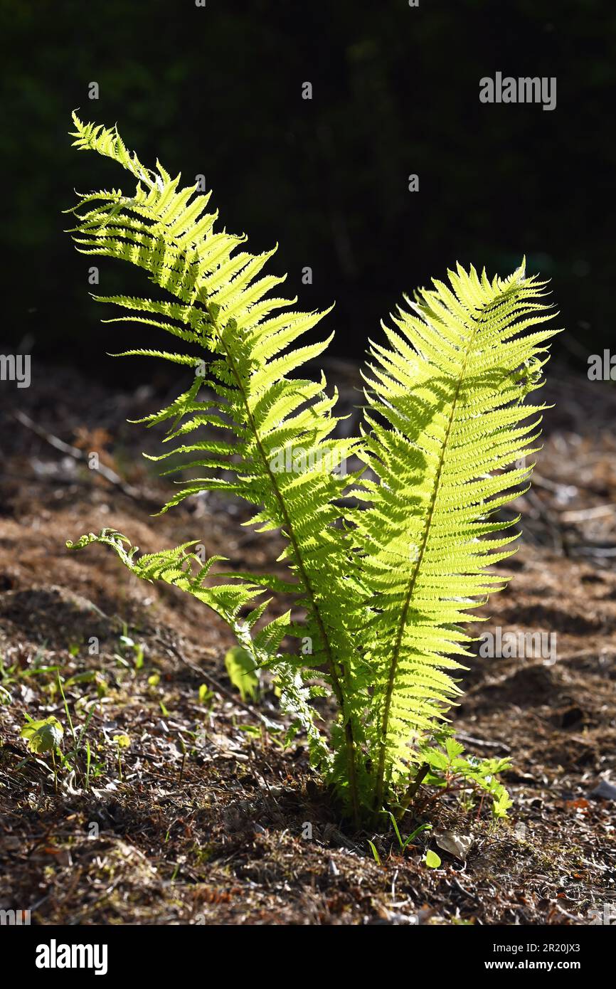 Einzelne hellgrüne Farnpflanze mit Sonnenlicht, das im Frühling in vertikaler Form wächst Stockfoto