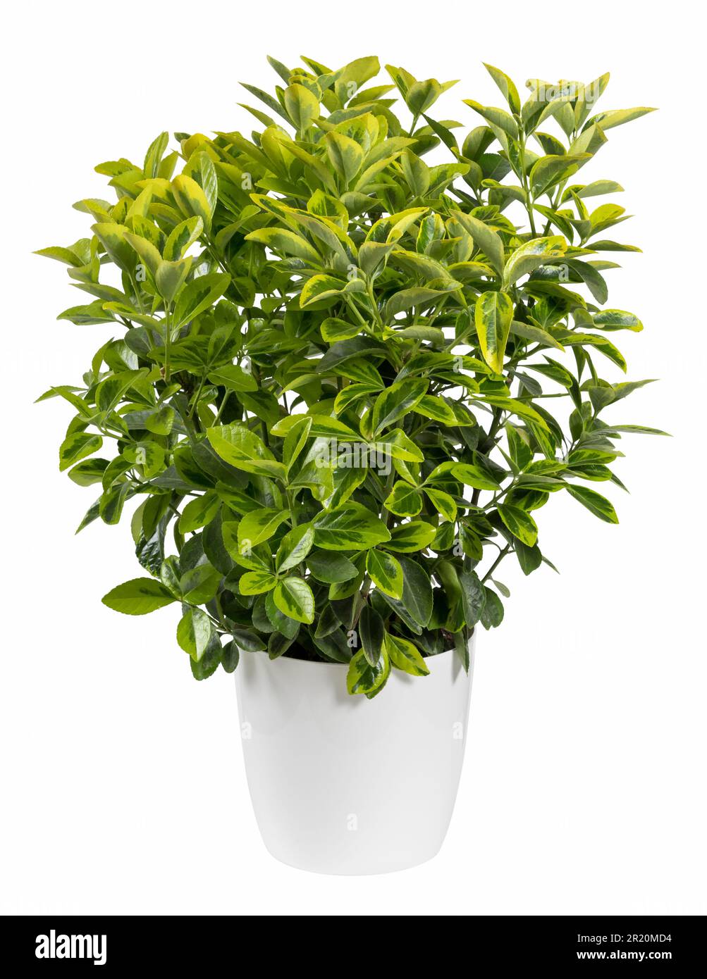 Isolierte, üppige Euonymus-Pflanze mit frischen grünen Blättern, die im Studio auf weißem Hintergrund vegetiert werden Stockfoto