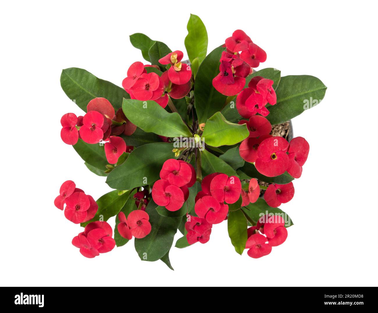 Draufsicht auf Euphorbia Milii mit sanften roten Blumen und grünen Blättern isoliert auf weißem Hintergrund Stockfoto