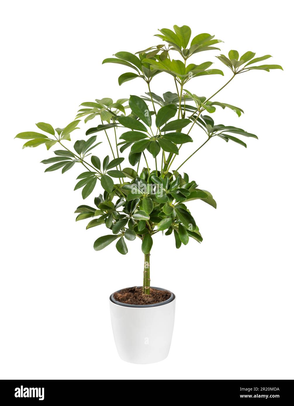 Topfgrüne schefflera-Pflanze mit üppigem Laub, das im Blumentopf auf weißem Hintergrund wächst Stockfoto