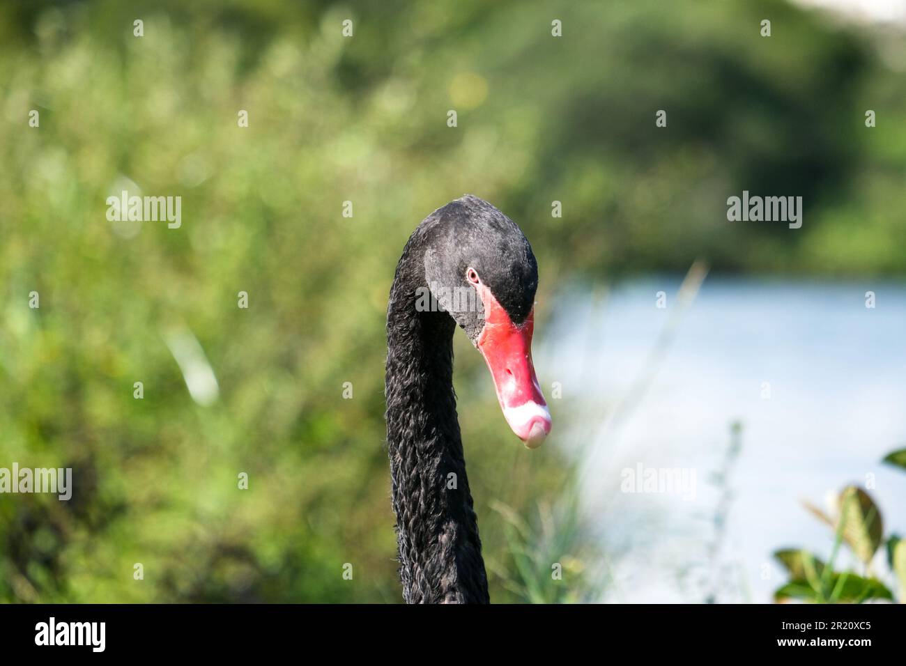 Nahaufnahme schwarzer Schwan mit rotem Schnabel und isoliertem grünen Hintergrund. Stockfoto