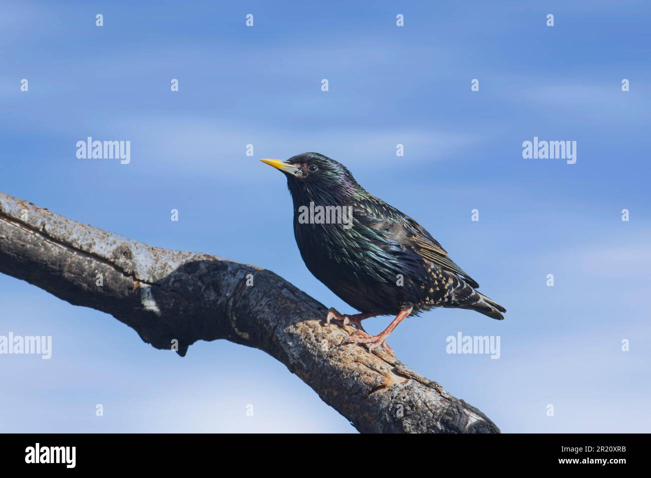 Im Farragut State Park im Norden von Idaho befindet sich ein kleiner europäischer Starling auf einem nackten Ast am blauen Himmel. Stockfoto