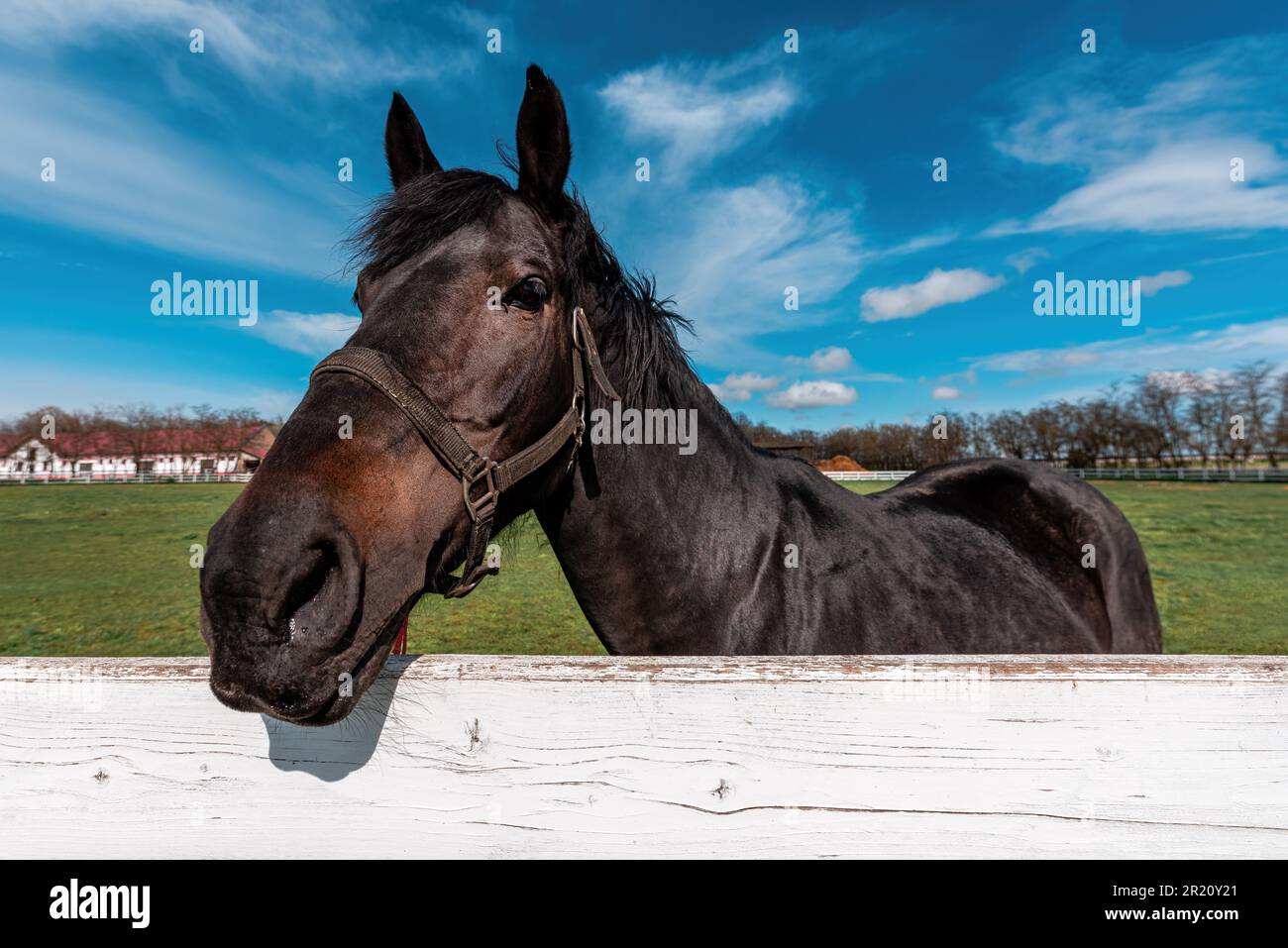 Wunderschöne dunkelbraune junge Pferdestute hinter dem weißen Lattenzaun auf der Pferderanch, selektiver Fokus Stockfoto