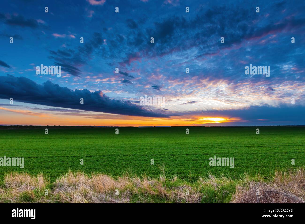 Grünweizenfeld bei Sonnenuntergang mit wunderschönen Wolken am Himmel Stockfoto