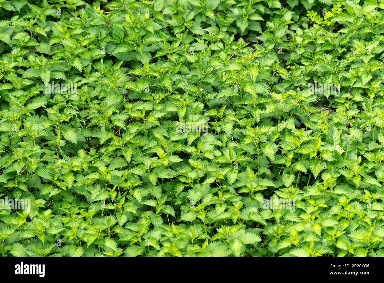 Unkultivierte Brennnessel auf einer üppig grünen Wiese, selektiver Fokus Stockfoto