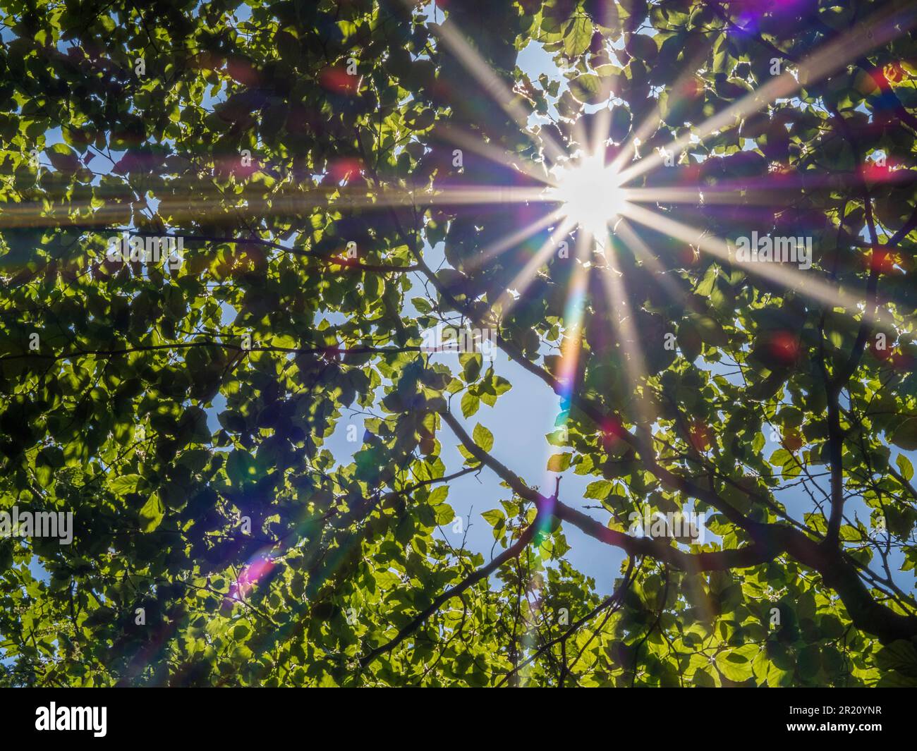 Balmore Walk, Caversham, Reading, Berkshire, England, UK, GB. Stockfoto