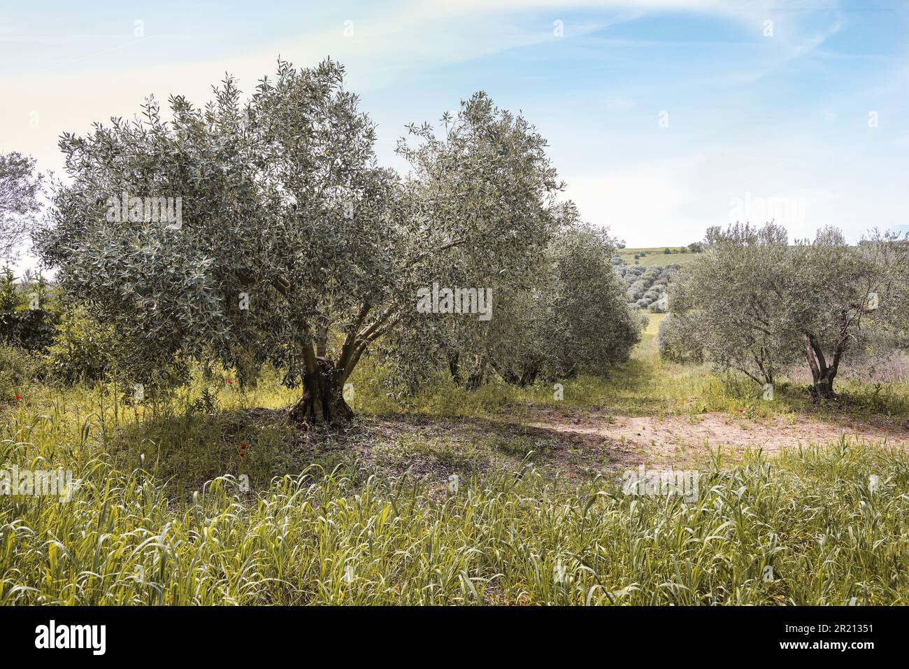 Olivenbaum auf einer Plantage in Griechenland, traditionelle mediterrane Landwirtschaft mit globalem Export von Obst und Öl, wolkiger blauer Himmel, Kopierraum, ausgewählt Stockfoto